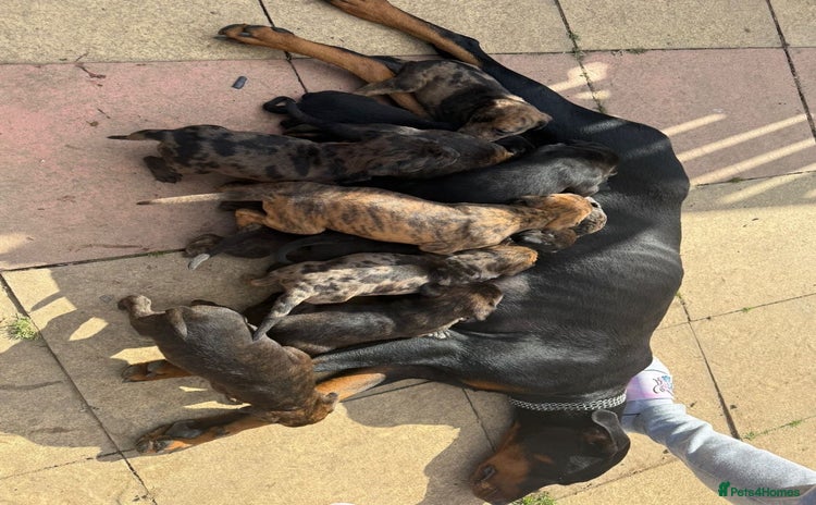 Mixed Breed dogs - Advert 1