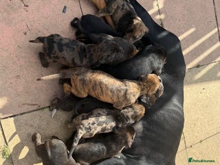 Mixed Breed dogs - Advert 4