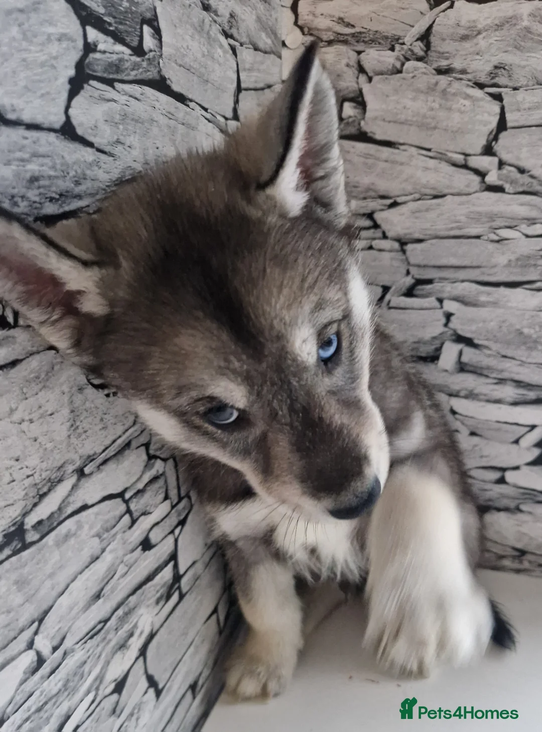 Siberian Husky dogs for sale: 1 beautiful girl left ❤️ ready now  - Advert 14