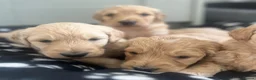 Goldendoodle dogs for sale: Stunning Goldendoodle Puppies - Advert 35