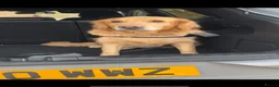 Golden Retriever dogs for sale: Beloved Golden Retriever for adoption  - Advert 6