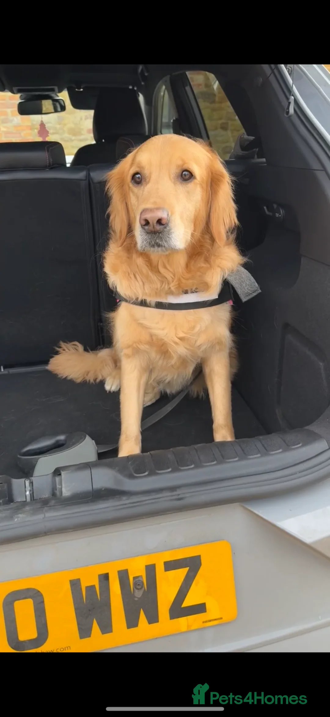 Golden Retriever dogs for sale: Beloved Golden Retriever for adoption  - Advert 6