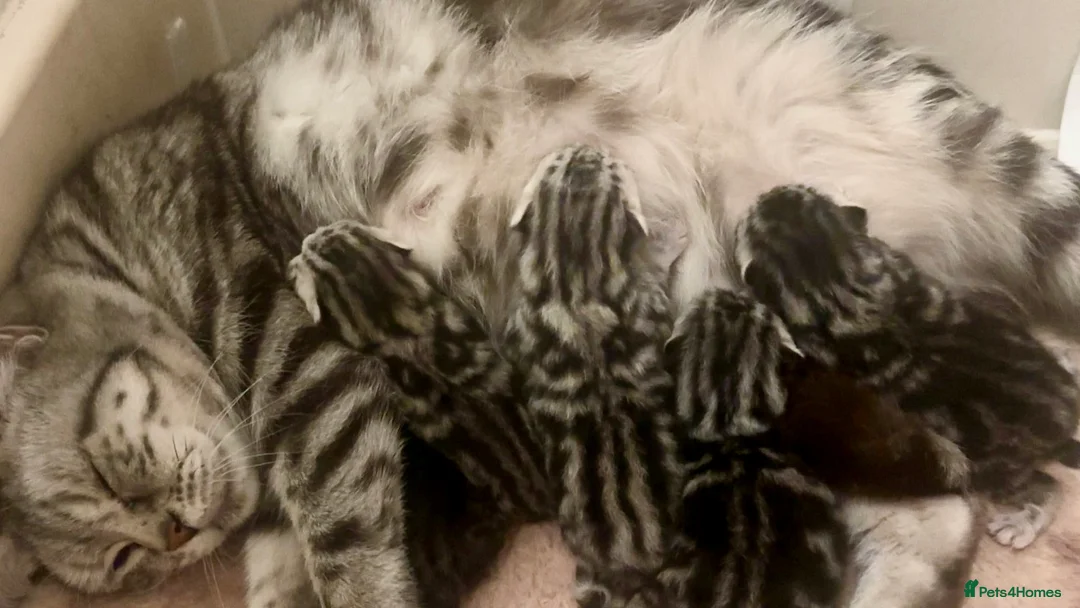 British Shorthair cats for sale: GCCF Rare Show Quality BSH Silver Tabby Kittens  - Advert 3