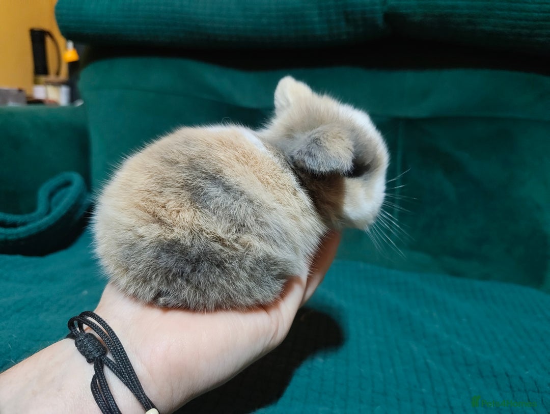 Mini Lop rabbits for sale: 2 stunning mini lops for reserve  - Advert 4