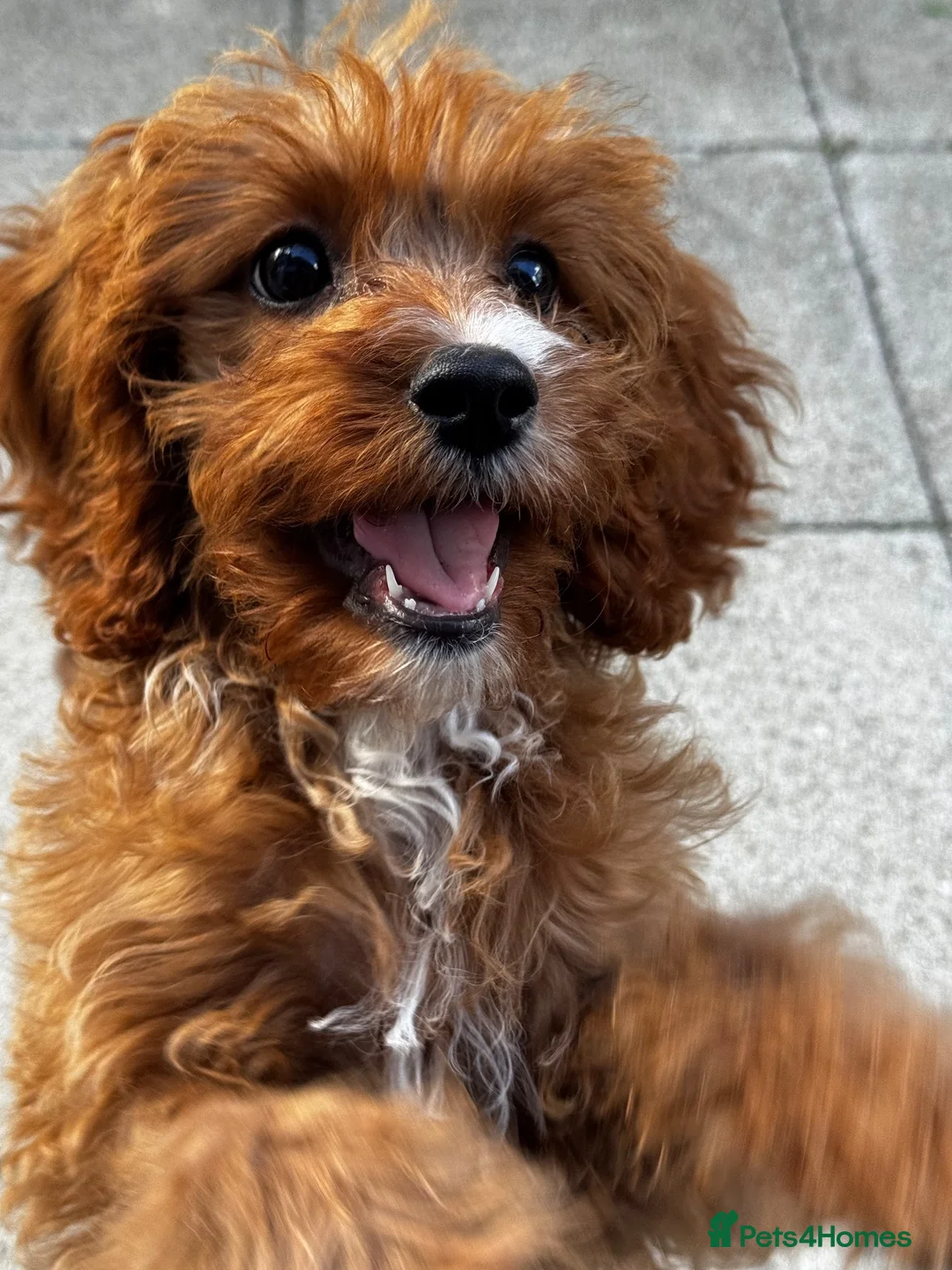 Cavapoo dogs for sale: F1 18 week old girl for rehoming - Advert 1