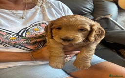 Cocker Spaniel dogs for sale: Working red cocker spaniel puppies for sale - Image 6