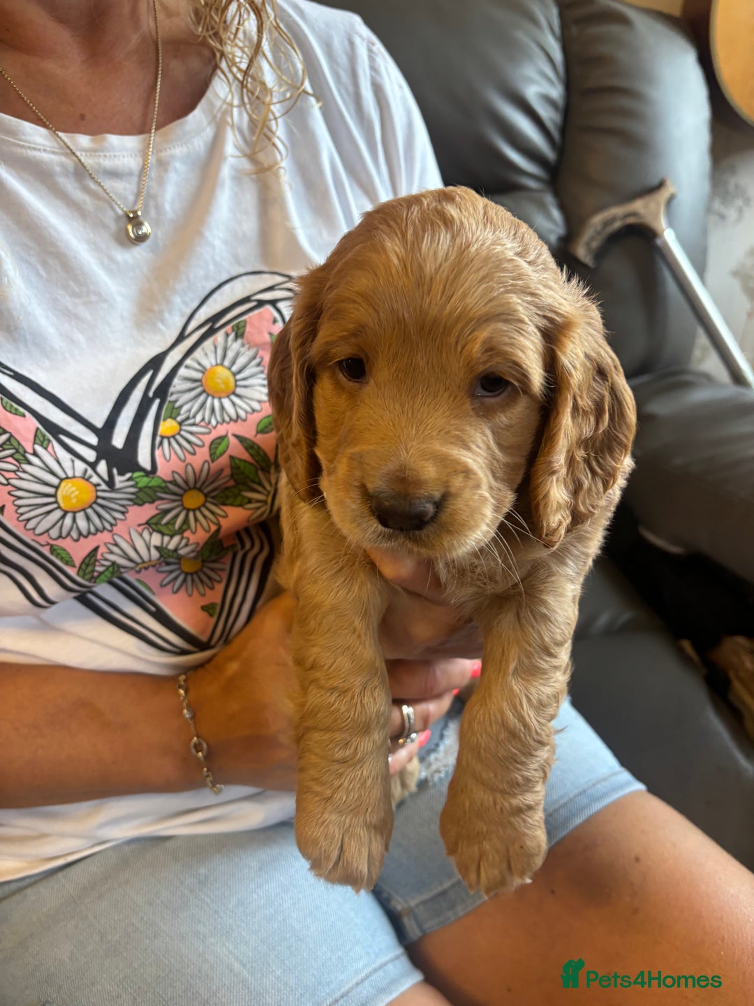 Cocker Spaniel dogs for sale: Working red cocker spaniel puppies for sale - Image 6
