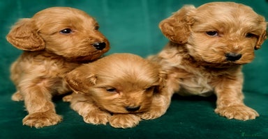 Cavapoo dogs - Advert 14