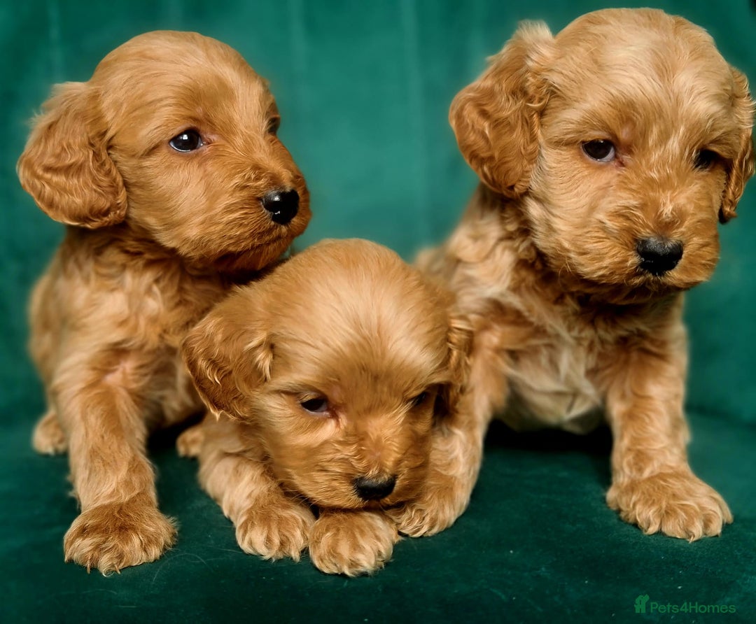 Cavapoo dogs for sale: Cavapoo puppies  - Image 2