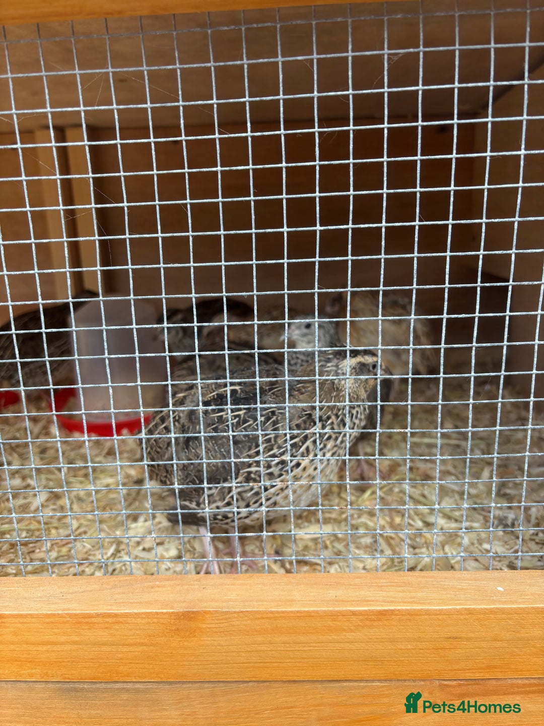 Quail poultry for sale: Coturnix Quail - Advert 4
