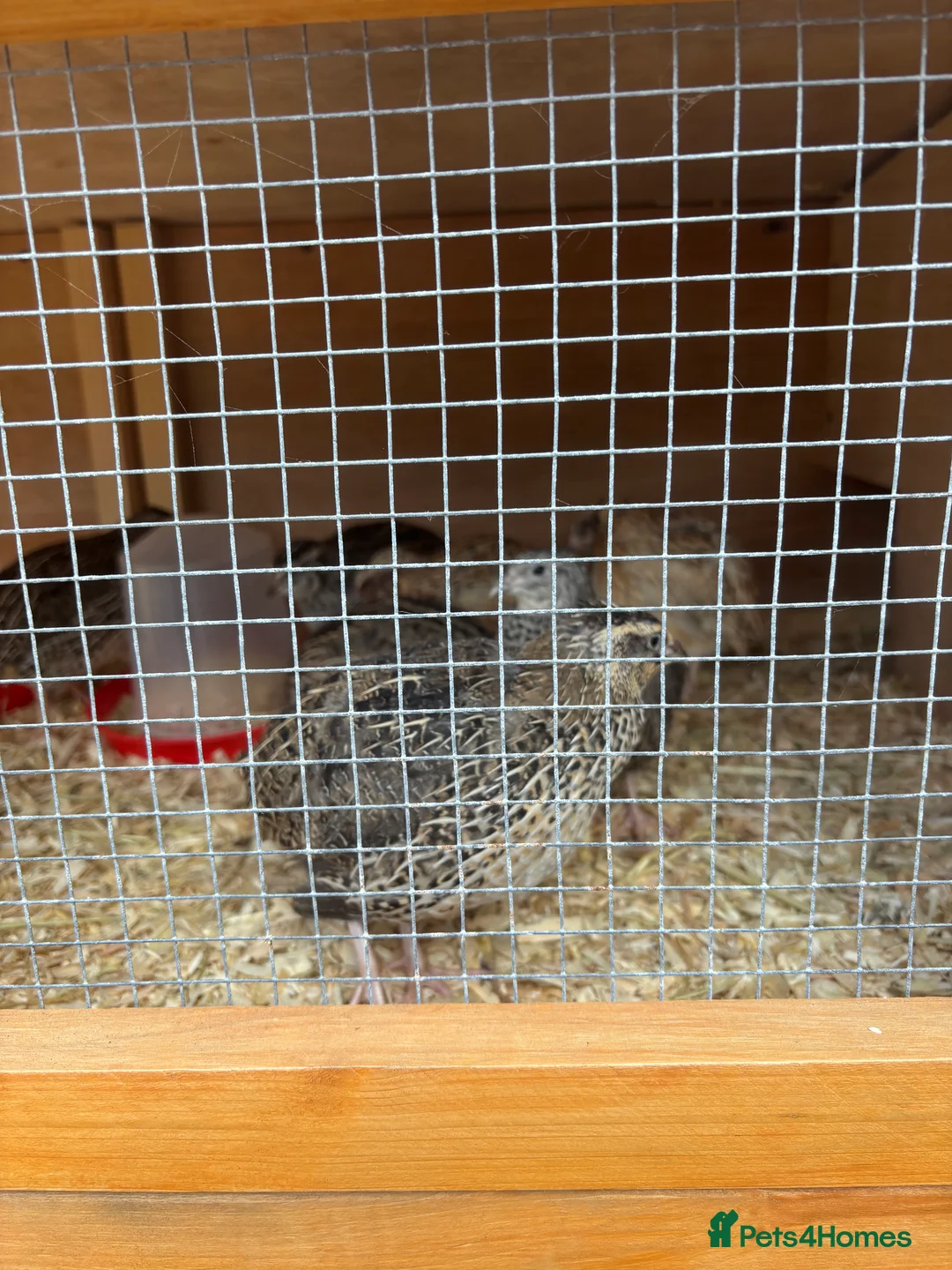 Quail poultry for sale: Coturnix Quail - Advert 4