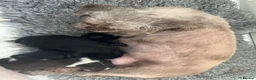 Shih Tzu dogs for sale: 3 beautiful  in Newport - Advert 2