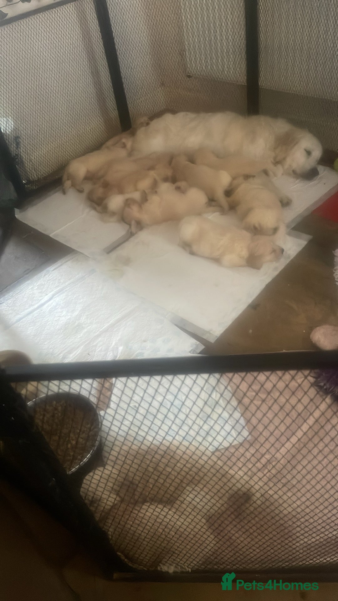 Golden Retriever dogs for sale: Full health tested golden retriever pups  - Image 7