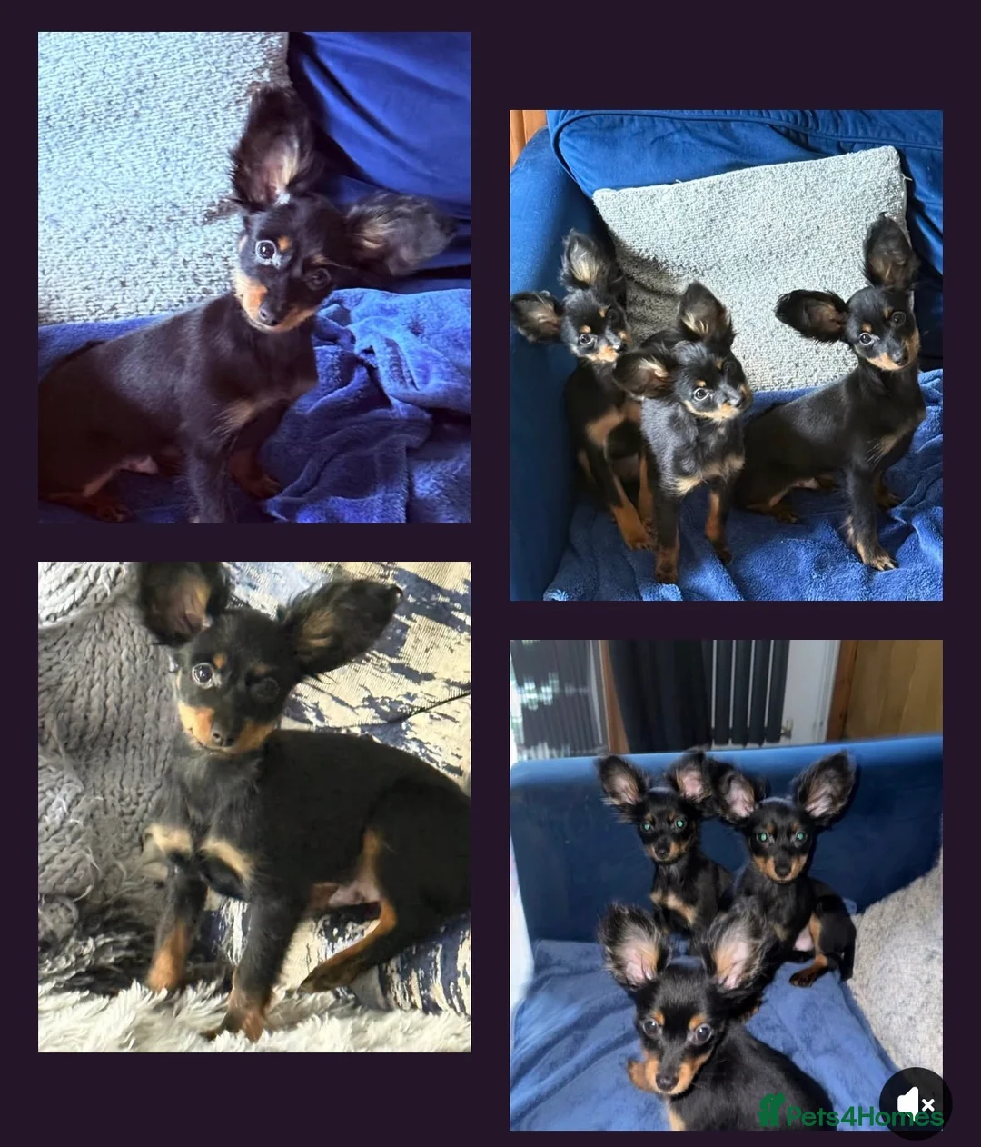 Russian Toy Terrier dogs for sale: Beautiful Russian Toy Puppies - Advert 1