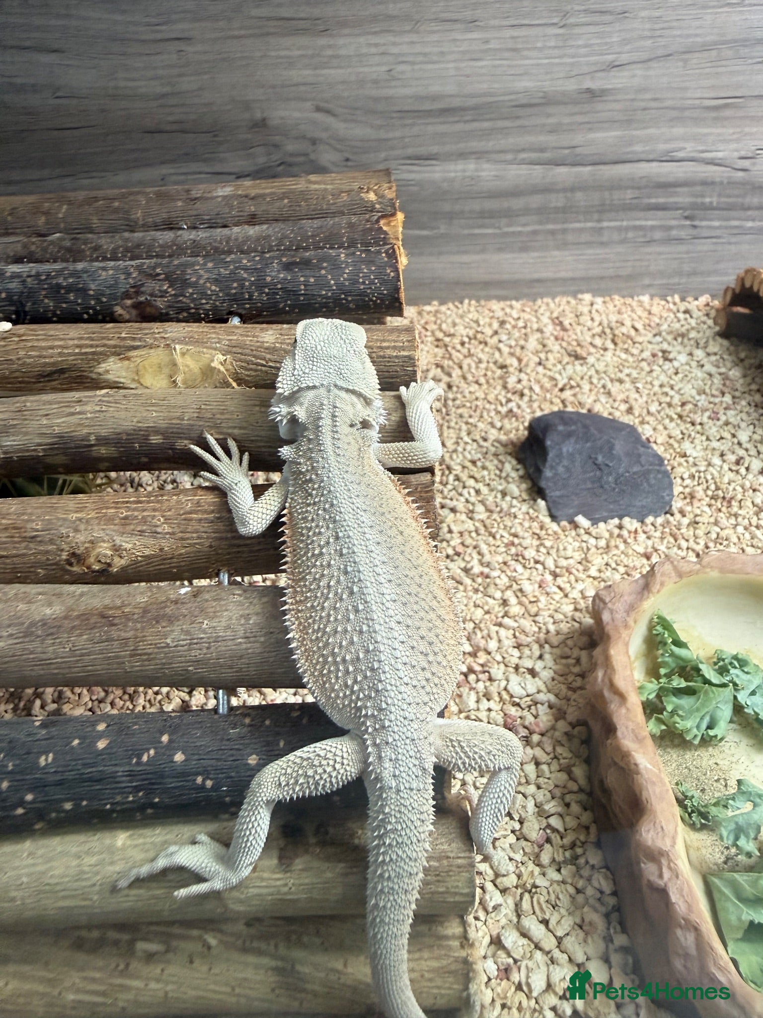 Bearded Dragon reptiles Red monster bearded dragon.  - Advert 2