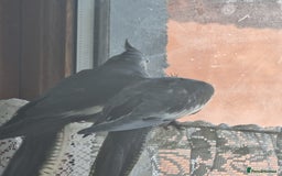 Cockatiels birds for sale: 2 hand reared 10 week old cockatiels  - Image 4