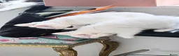 Turkish Van cats for sale: Turkish Van Kittens – Ready for Loving Homes - Advert 14
