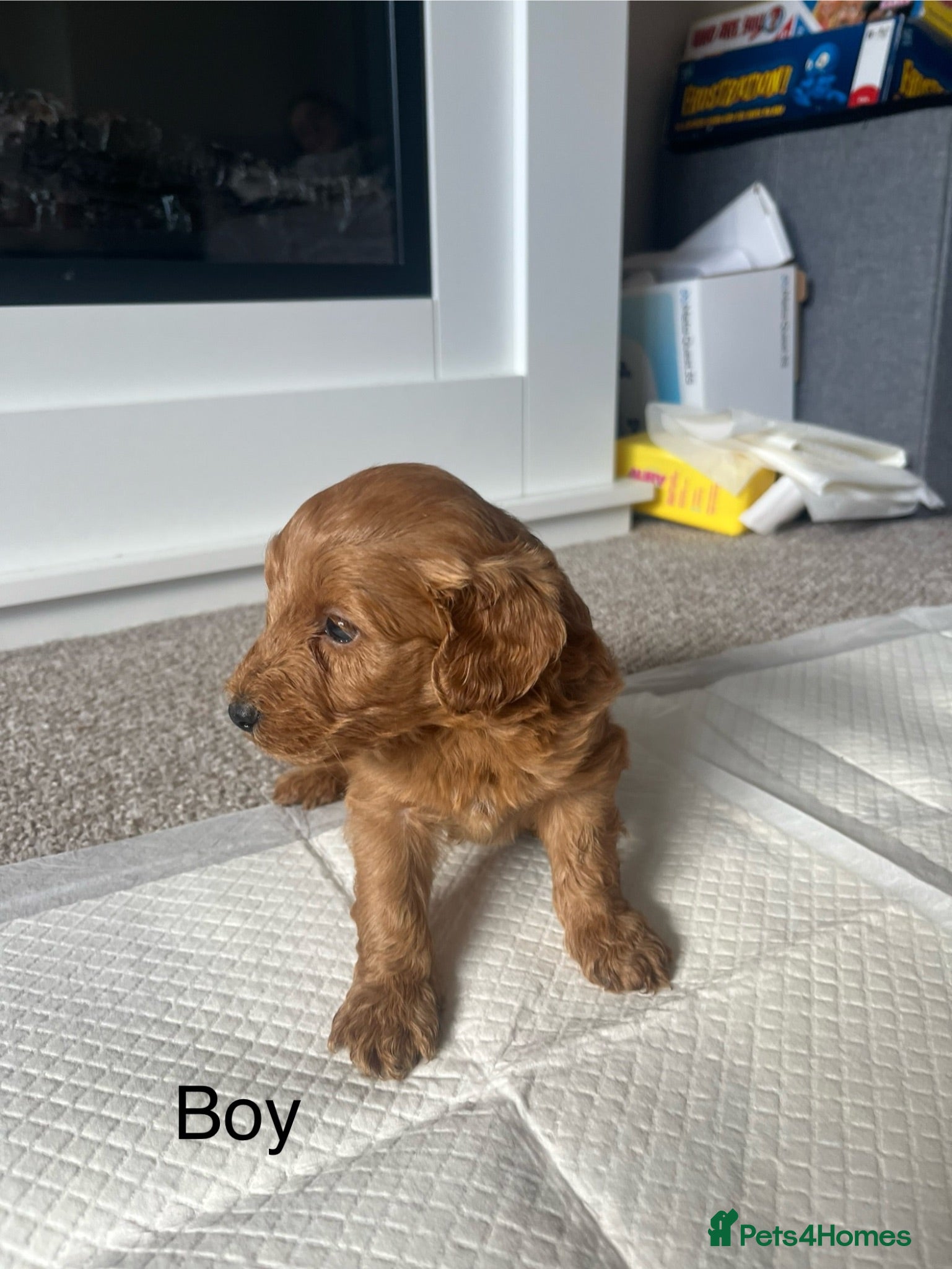 Cockapoo dogs Cockapoo puppies - Advert 2