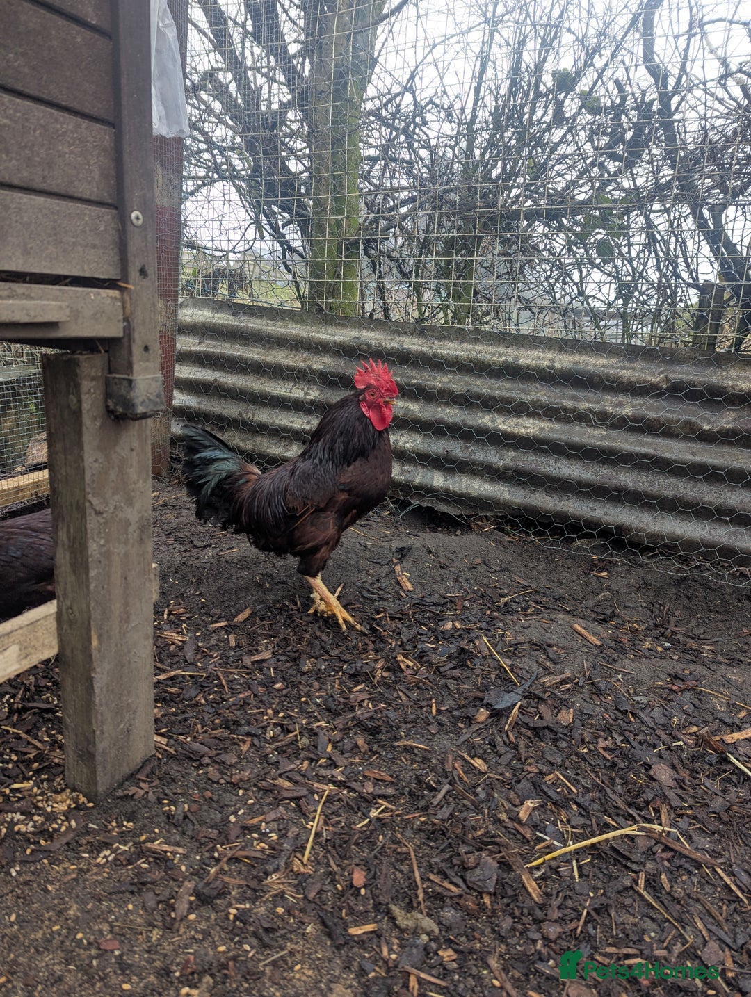 Chickens poultry for sale: Bantams available  - Advert 5