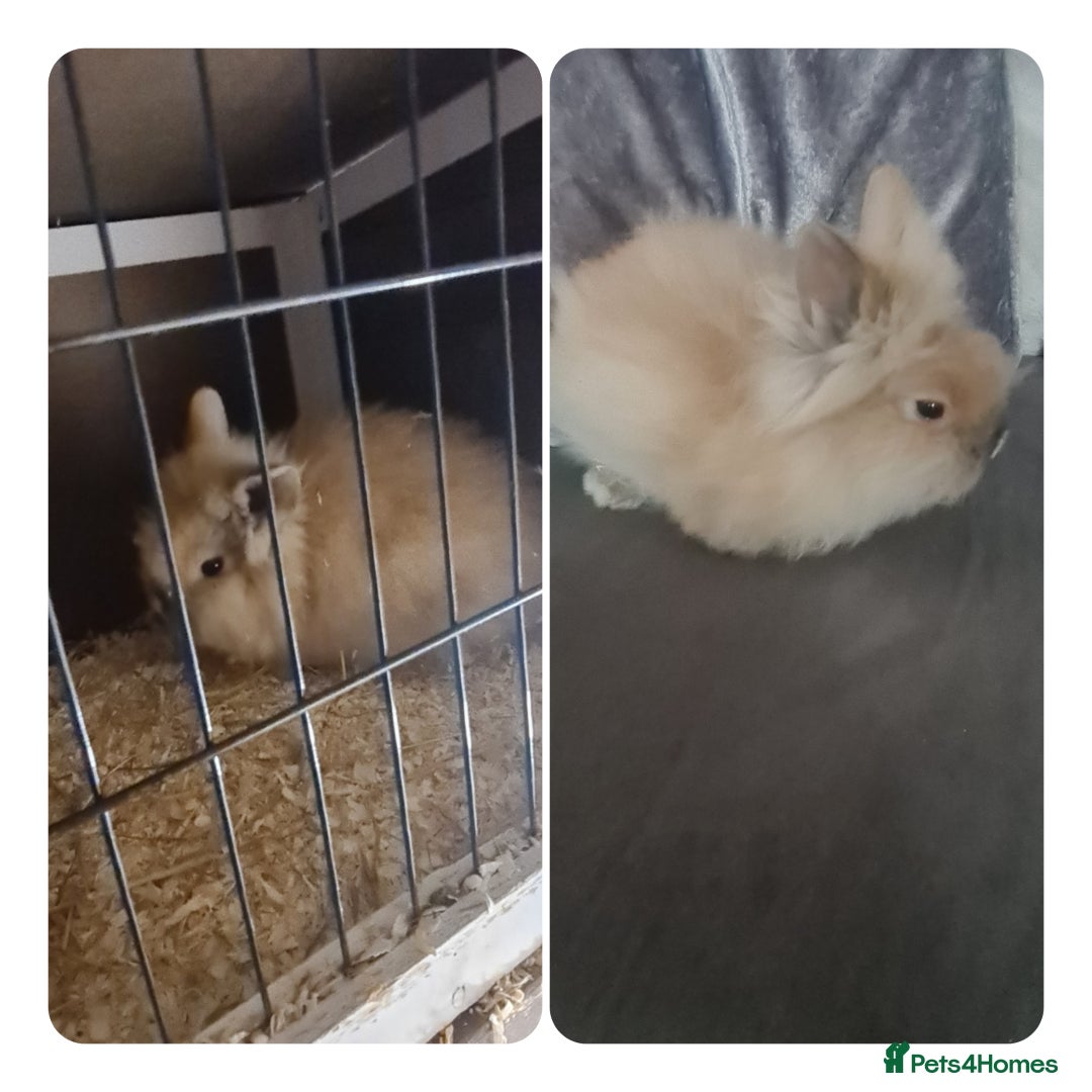 Angora rabbits for sale: Angora bunny - Advert 2