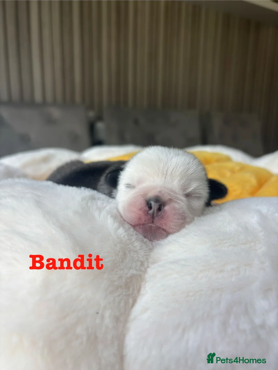 Pug dogs for sale: Kc registered Pugs - Advert 2