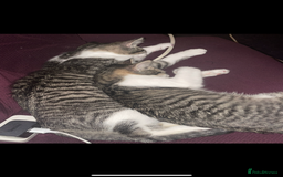 Mixed Breed cats for sale: Bowie and Bean 2 male 10 month old cats for sale  - Image 4