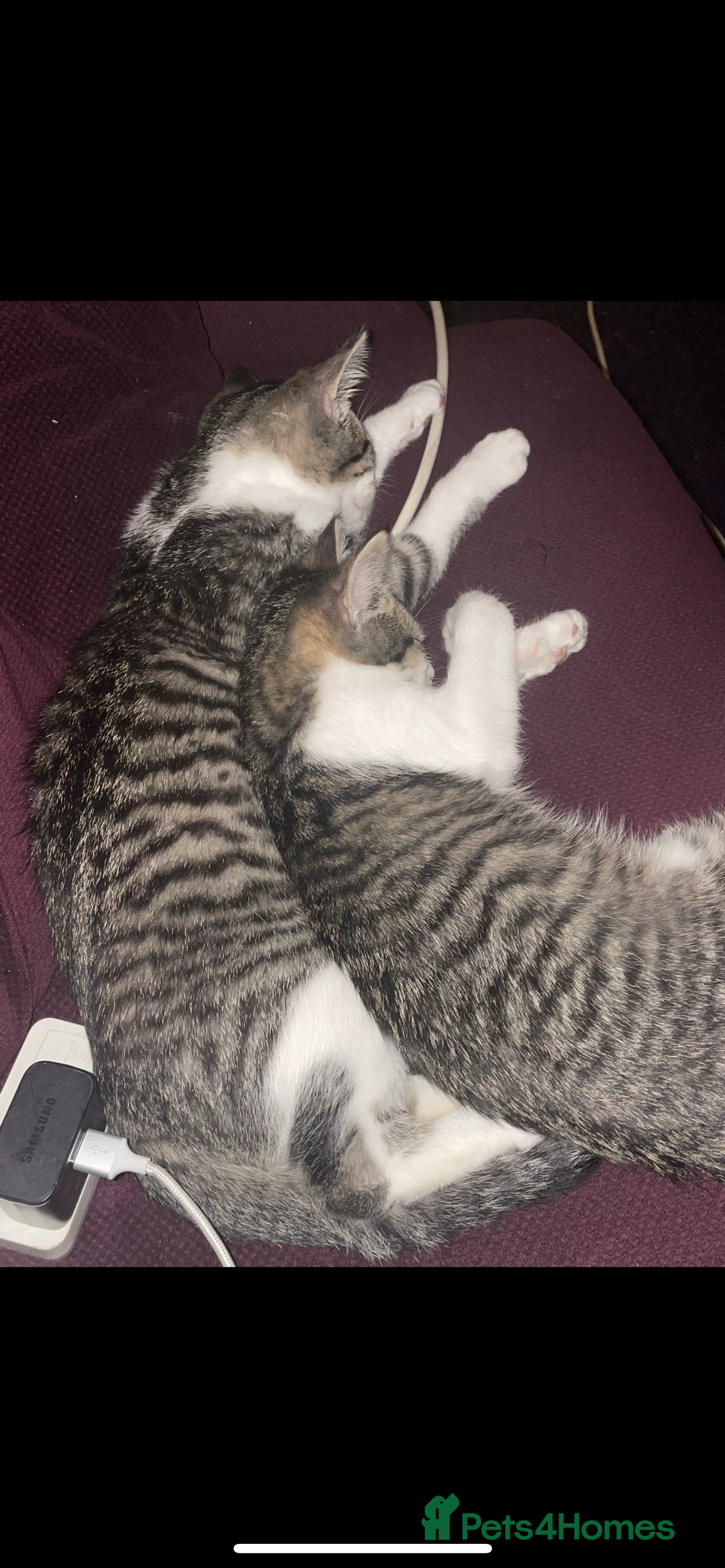 Mixed Breed cats for sale: Bowie and Bean 2 male 10 month old cats for sale  - Image 4