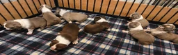 Boston Terrier dogs for sale: 🌸 Blossom's Beautiful Bostons 🌸  - Advert 7