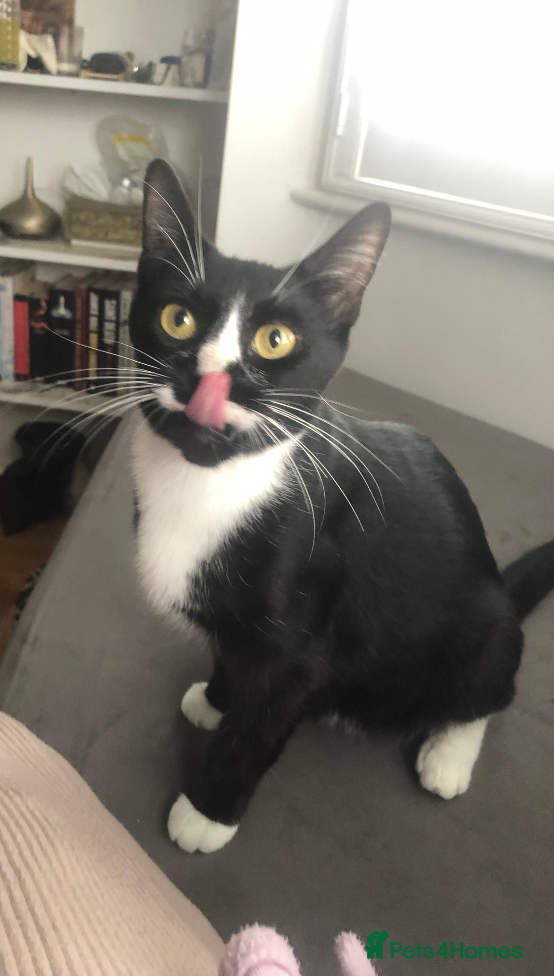 Mixed Breed cats for sale: Pushka for rehome (FREE OF CHARGE) - Advert 1