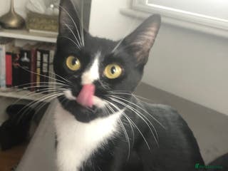 Mixed Breed cats Pushka for rehome (FREE OF CHARGE) - Advert 19