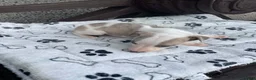 Whippet dogs for sale: Whippet  - Advert 7