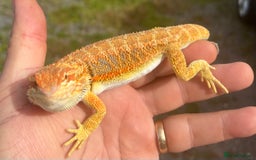 Bearded Dragon reptiles for sale: Stunning hypo bearded dragons - Image 9