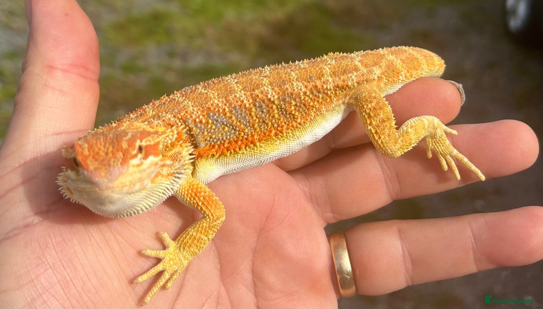 Bearded Dragon reptiles for sale: Stunning hypo bearded dragons - Image 9