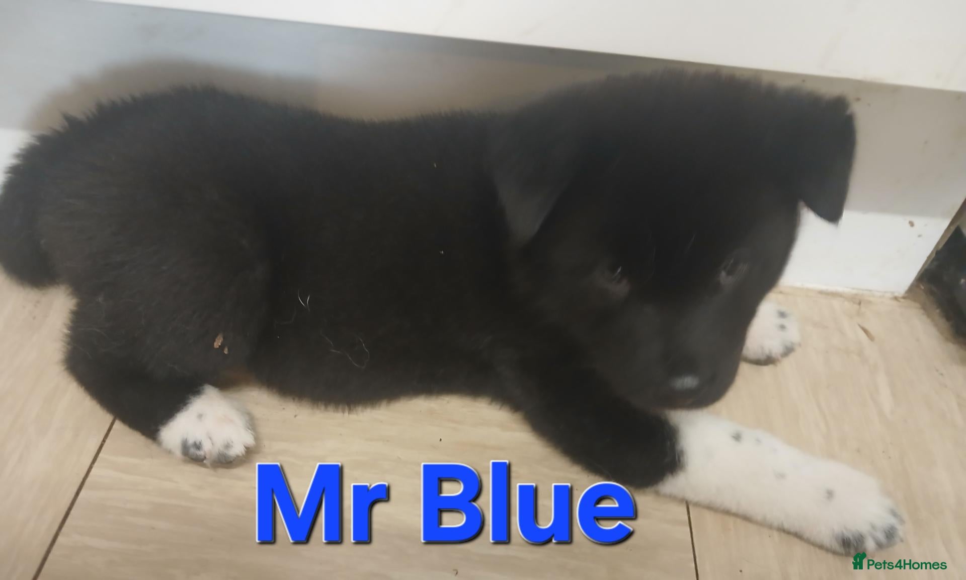 Akita dogs for sale: American Akita PUPPIES  - Advert 2