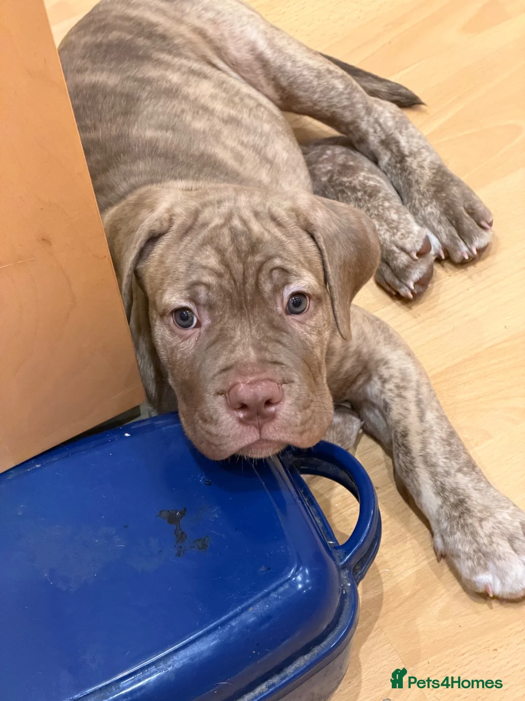 Mixed Breed dogs for sale: Last girl & boy puppies available  in Weybridge - Advert 10