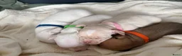 Chihuahua dogs for sale: Beautiful Chihuahua Pups - Advert 13