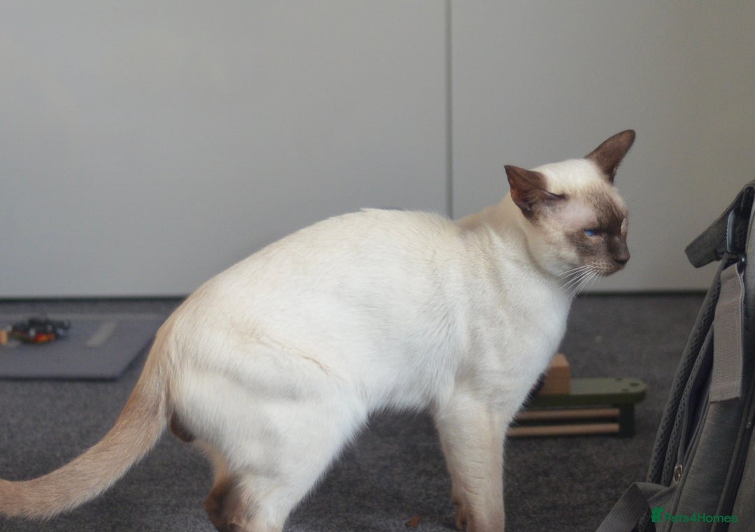 Siamese cats for stud: 🍫 CHOCCY POINT WEDGEHEAD TYPE SIAMESE STUD - Advert 6