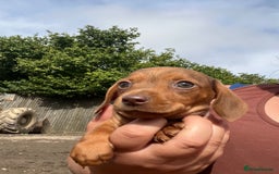 Miniature Dachshund dogs for sale: dachshund puppies - Image 6