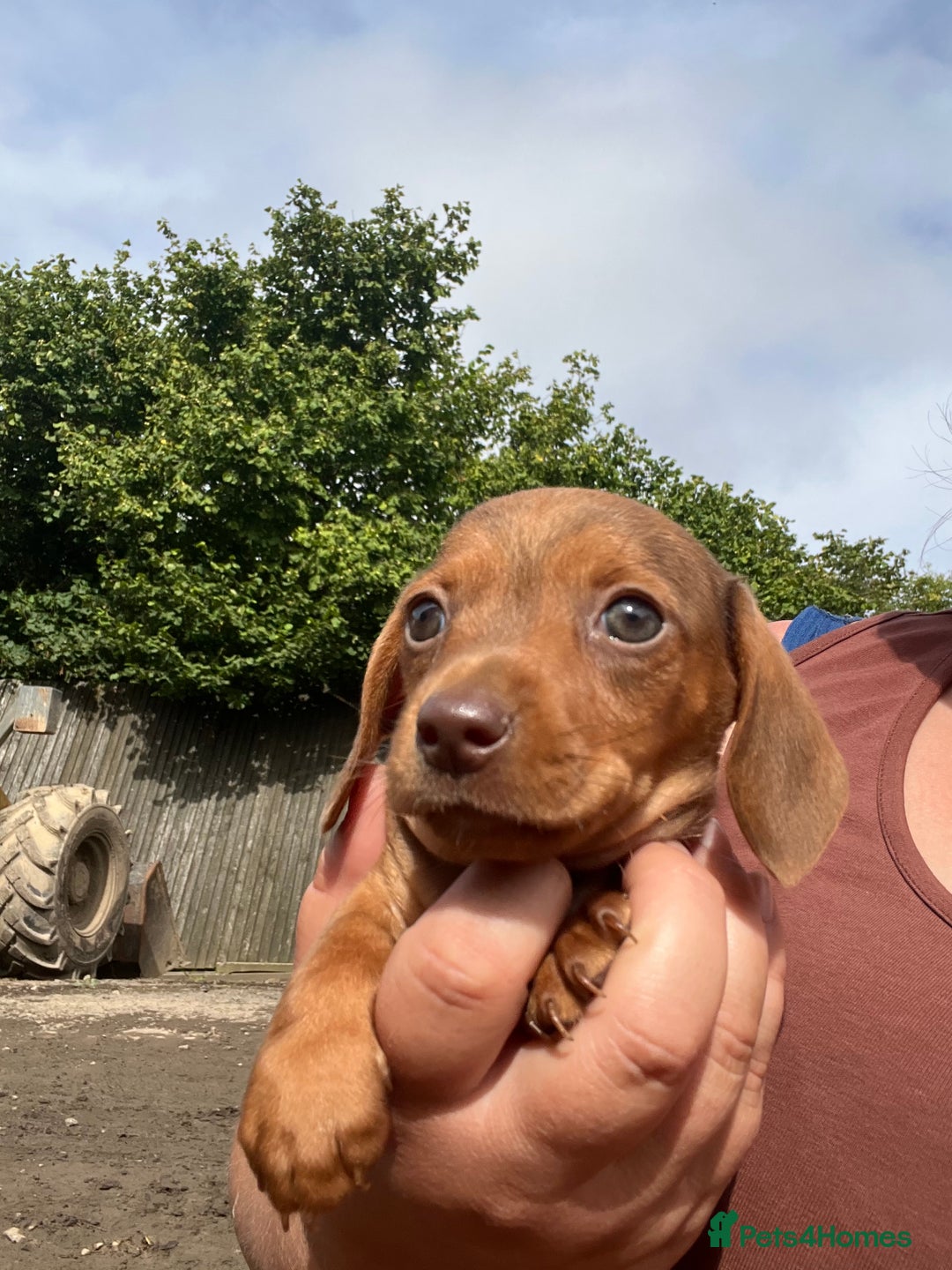 Miniature Dachshund dogs for sale: dachshund puppies - Image 6