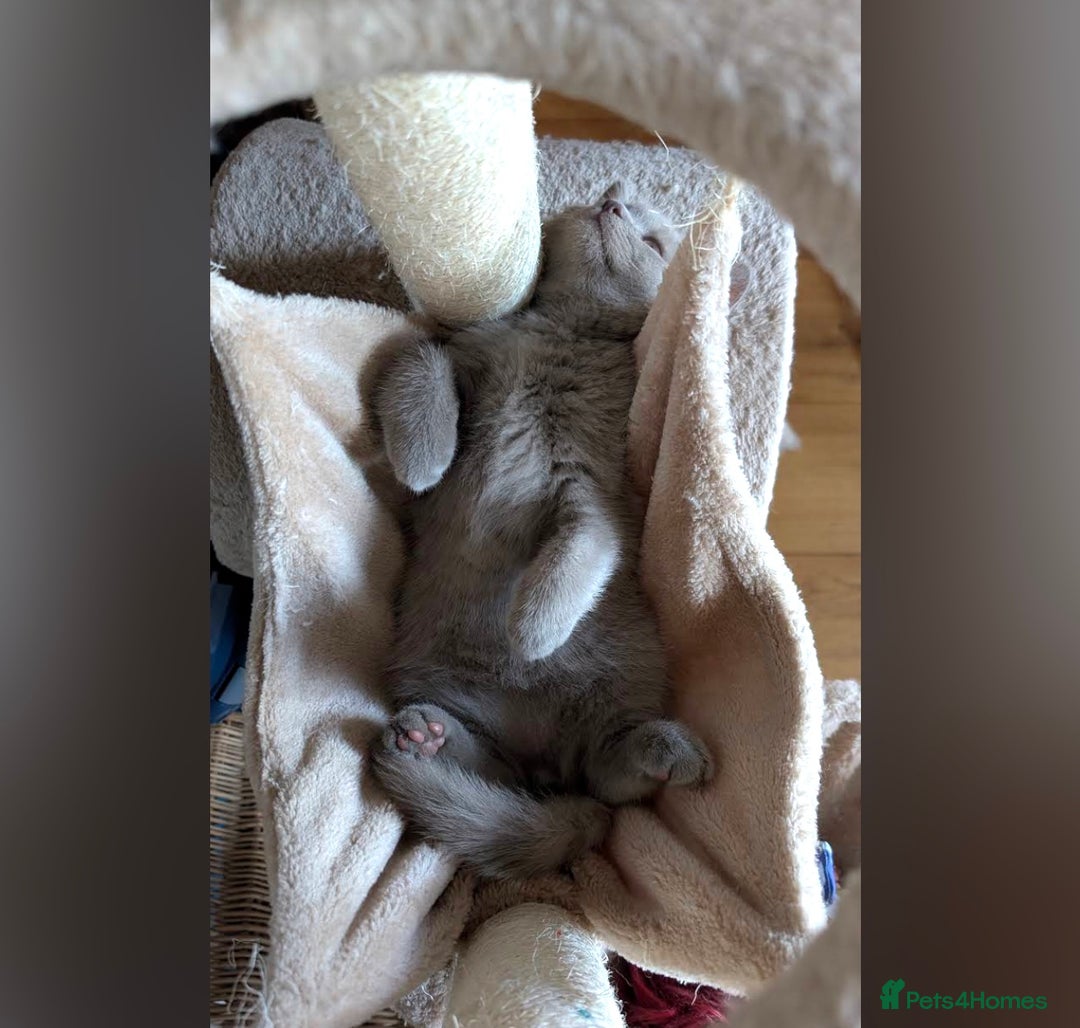 British Shorthair cats for sale: 3 beautiful pedigree British shorthair boys.  - Image 5