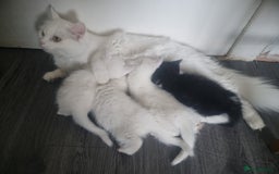 Mixed Breed cats for sale: Beautiful Littter of 4 kittens - Image 3
