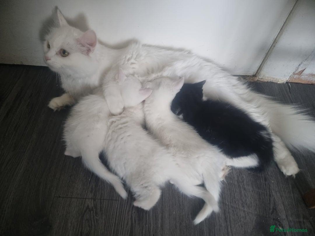 Mixed Breed cats for sale: Beautiful Littter of 4 kittens - Image 3
