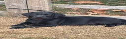 Labrador Retriever dogs for sale: One black bitch pup available in Knutsford - Advert 5
