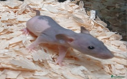Rat rodents for sale: Naked Dumbo Rat's Males and Female's - Image 4