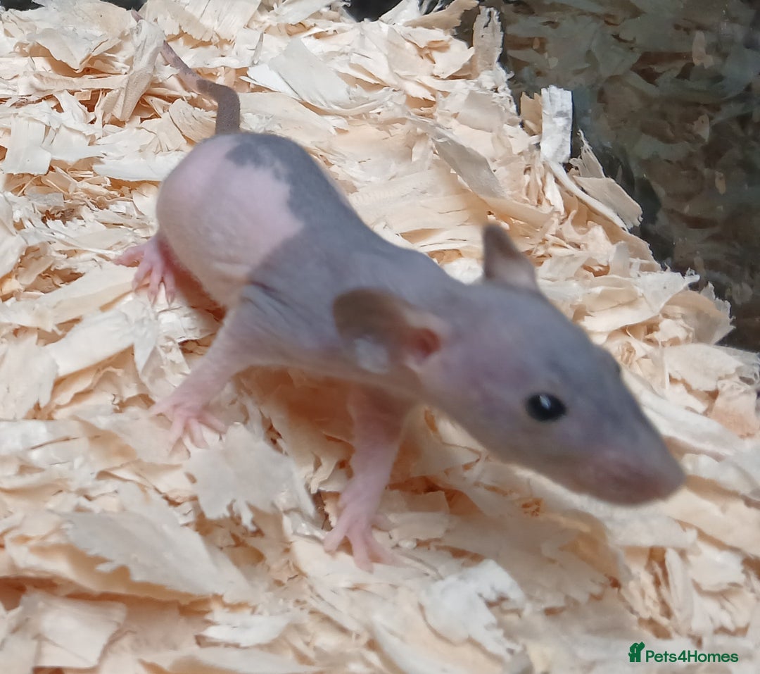 Rat rodents for sale: Naked Dumbo Rat's Males and Female's - Image 4
