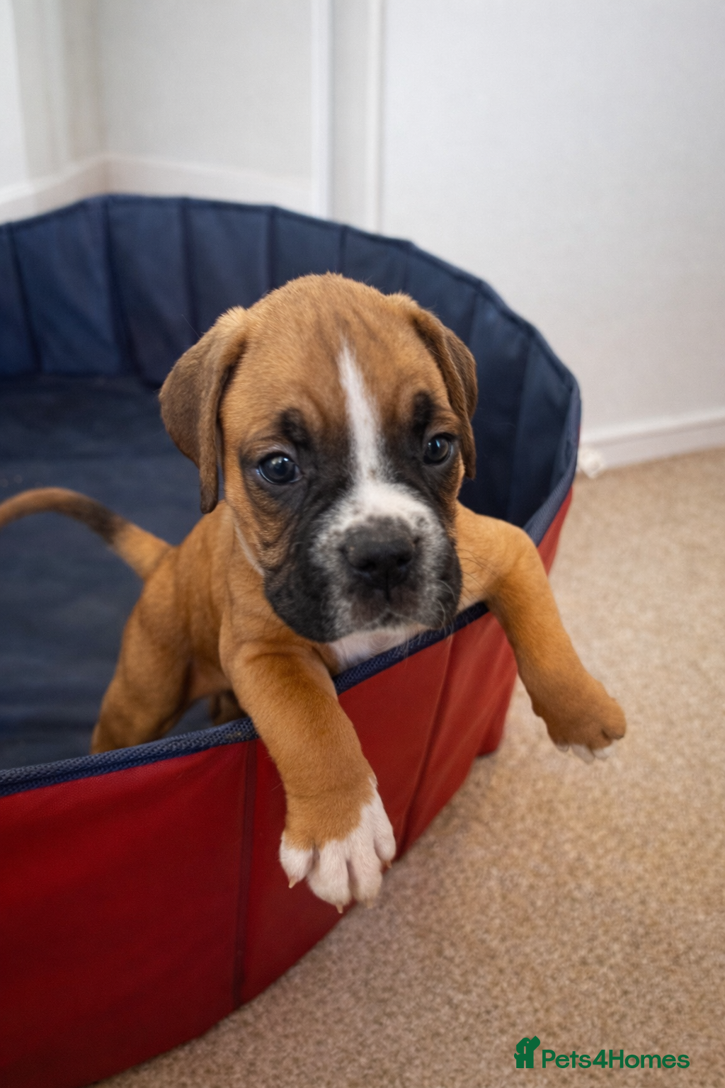 Boxer dogs Last 2 adorable boxer pups available  - Advert 13