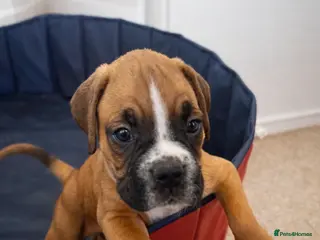 Boxer dogs Last 2 adorable boxer pups available - Advert 13