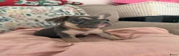 French Bulldog dogs for sale: KC reg French bulldogs Ready 7th August ❤️❤️❤️ - Advert 12