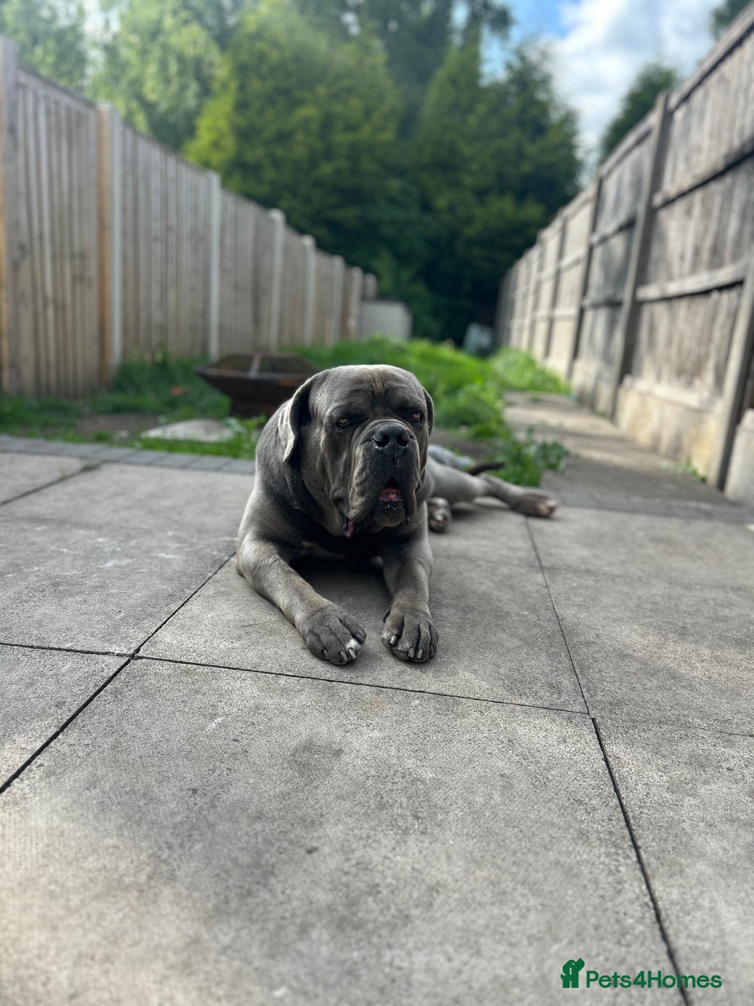 Cane Corso dogs for sale: 2 Year old cane corso - Image 4