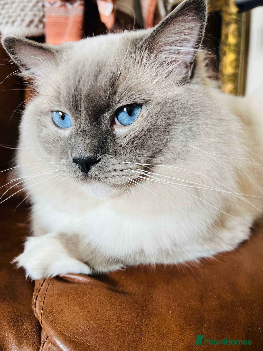 Ragdoll cats for stud: GCCF & TICA registered stud, champion bloodline    in London - Image 19